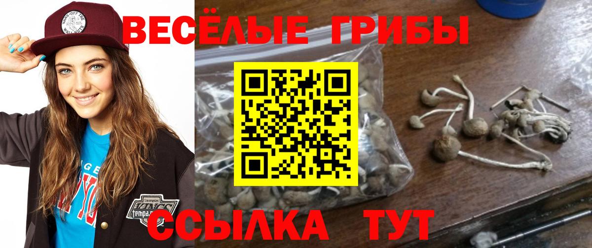Галлюциногенные грибы Psilocybe  Галлюциногенные грибы мицелий  Вход с VPN  где можно купить   Сунжа 
